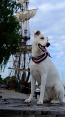 A white mongrel in a colored neckerchief sits and smiles against the backdrop of an old frigate in...