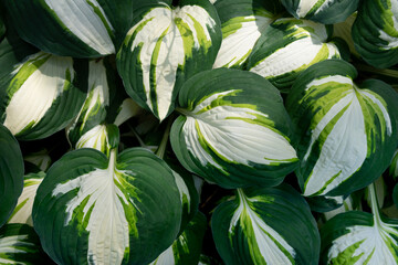 White-green leaves of hosta color festival. Funkia. Leaf on dark background.  - obrazy, fototapety, plakaty