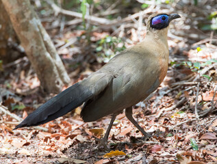Grote Coua, Giant Coua, Coua gigas