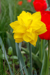 Obraz premium Beautiful flower of yellow daffodil growing in the garden.