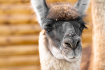 Obraz premium Close-up view of a brute llama