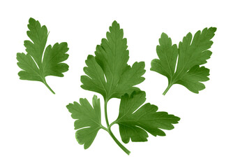 parsley leaves isolated on white