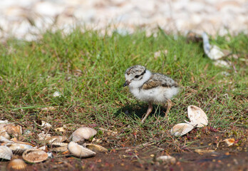 Bontbekplevier, Common Ringed Plover, Charadrius hiaticula