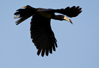 Bonte Tok, African Pied Hornbill, Tockus fasciatus