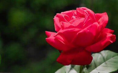 Red rose growing in the garden