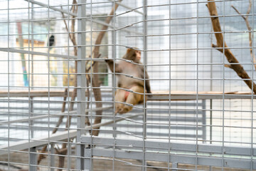 The monkey is in a cage