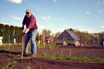 Elderly man raking in a garden in springtime in sunny weather
