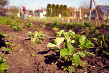 Young strawberry plants growing in soil in a garden in sunny weather