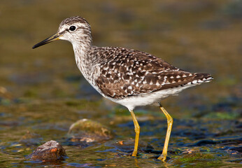 Bosruiter, Wood Sandpiper, Tringa glareola