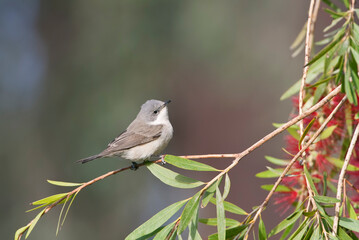 Braamsluiper, Lesser Whitethroat, Sylvia curruca