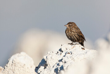 Bruinkopkoevogel, Brown-headed Cowbird, Molothrus ater