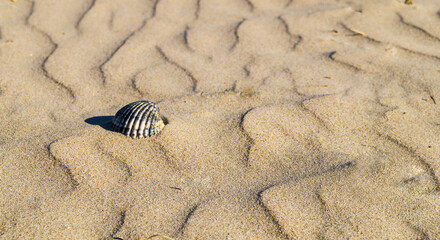 Isolated shell in the middle of the beach