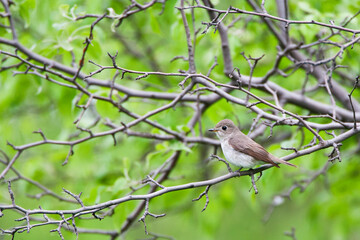 Bruine Vliegenvanger, Brown Flycatcher, Muscicapa dauurica