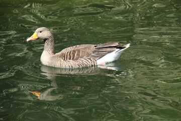 Fototapeta premium Duck on the water