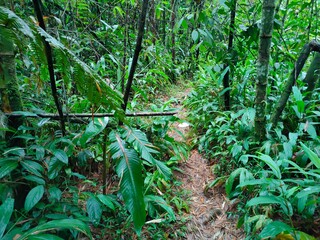 Colombian forest