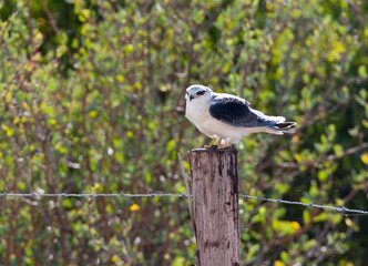 Grijze Wouw, Black-winged Kite, Elanus caeruleus