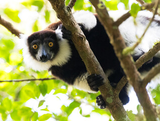 Vari, Black-and-white ruffed Lemur, Varecia variegata