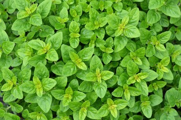 Fototapeta na wymiar Fresh leaves of origanum vulgare or wild marjoram as a green background. Spicy-aromatic herb growing in a backyard garden.