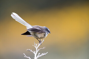New Zealand Fantail, Rhipidura fuliginosa