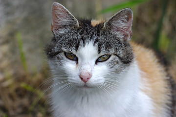 A mottled cat poses for a portrait