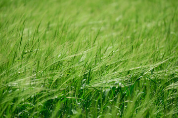 Green wheat field on sunny day. Soft focus