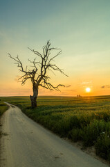 Lonely tree during sunset, Sułoszowa, Poland