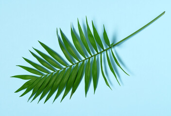 Palm leaves