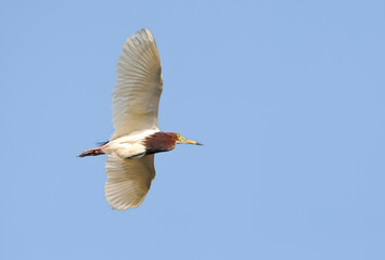 Chinese Ralreiger, Chinese Pond-Heron, Ardeola bacchus