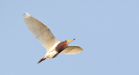 Chinese Ralreiger, Chinese Pond-Heron, Ardeola bacchus