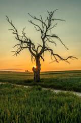Lonely tree during sunset, Sułoszowa, Poland