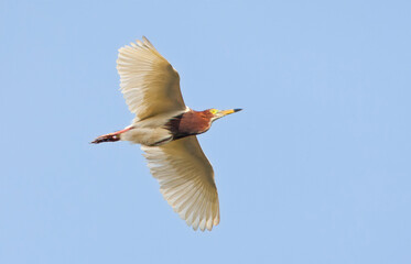 Chinese Ralreiger, Chinese Pond-Heron, Ardeola bacchus