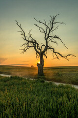 Lonely tree during sunset, Sułoszowa, Poland