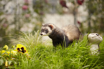 Ferret enjoying walking and game in sumer grass garden
