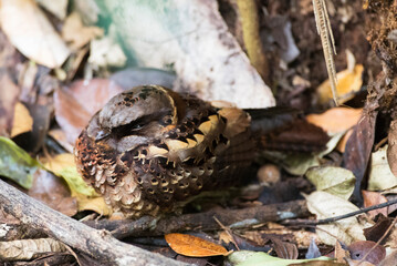 Gekraagde Nachtzwaluw, Collared Nightjar, Gactornis enarratus