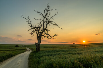 Fototapeta na wymiar Lonely tree during sunset, Sułoszowa, Poland