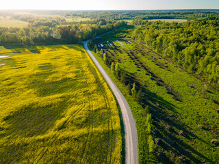 Field of yellow blossoming rapeseed at summer sunny evening in Estonia