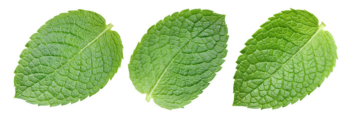 Mint leaves isolated on white background