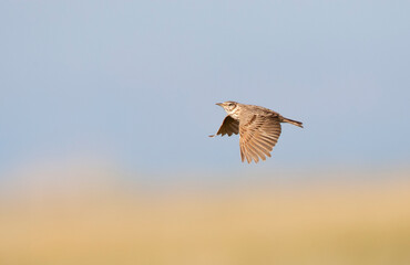 Kuifleeuwerik, Common Crested Lark, Galerida cristata