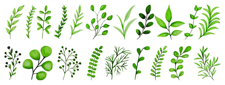 Vector watercolor illustration. Botanical clipart. Set of green leaves, herbs and branches. Floral design elements. Perfect for wedding invitations, greeting cards, blogs, posters and more