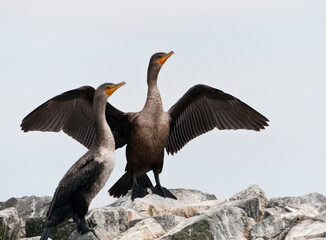 Geoorde Aalscholver, Double-crested Cormorant, Phalacrocorax auritus