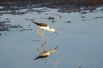 Italy Tuscany Maremma Grosseto, Castiglione della Pescaia, Diacia Botrona Nature Reserve, Birdwatching Birds of Swamp Himantopus Himantopus Knight of Italy Tringa Totanus Pettegola and Heroni