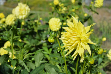 Dew on buds of yellow dahlias