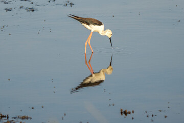 Italy Tuscany Maremma Grosseto, Castiglione della Pescaia, Diacia Botrona Nature Reserve, Birdwatching Birds of Swamp Himantopus Himantopus Knight of Italy Tringa Totanus Pettegola and Heroni