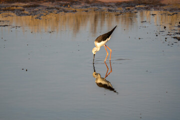 Italy Tuscany Maremma Grosseto, Castiglione della Pescaia, Diacia Botrona Nature Reserve, Birdwatching Birds of Swamp Himantopus Himantopus Knight of Italy Tringa Totanus Pettegola and Heroni