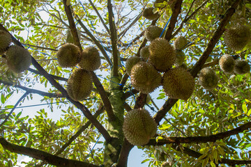 durian tree in the garden