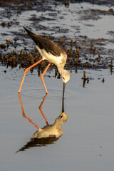 Italy Tuscany Maremma Grosseto, Castiglione della Pescaia, Diacia Botrona Nature Reserve, Birdwatching Birds of Swamp Himantopus Himantopus Knight of Italy Tringa Totanus Pettegola and Heroni