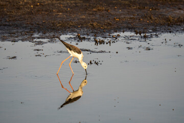 Italy Tuscany Maremma Grosseto, Castiglione della Pescaia, Diacia Botrona Nature Reserve, Birdwatching Birds of Swamp Himantopus Himantopus Knight of Italy Tringa Totanus Pettegola and Heroni