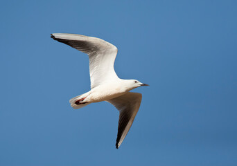 Dunbekmeeuw, Slender-billed Gull, Chroicocephalus genei