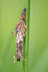 Großer Sackträger (Canephora hirsuta), Weibchen 