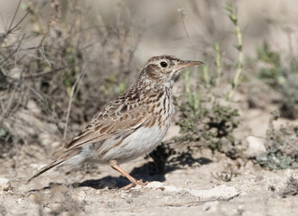 Fototapeta premium Duponts Leeuwerik, Dupont's Lark, Chersophilus duponti duponti